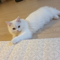 ̾ Ĺ丮 ĵ ġ& 80g ̿ ı