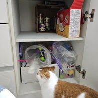 ̾ Ĺ丮 ĵ ġ& 80g ̿ ı