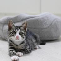 ̾ Ĺ丮 ĵ ġ& 80g ̿ ı