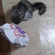 ξĳ Ƽ ɾ ׷̺ Ŀġ 85g ̿ ı