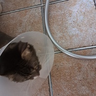 �ξ�ĳ�� Űư �׷��̺� �Ŀ�ġ 85g �̿� �ı�