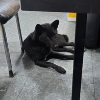 ξĳ ̻ 4kg 3.5kg Űư ε 7+ Ʈ  Ʈ Ʈ ̺Ĺ ʸ  丣þ  ̿ ı