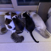 ���߷��߶��� Ĺ �����̻�� �ε��� ���Ķ� 6.81kg �̿� �ı�