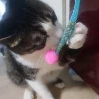 ����Ÿ�� ��ܶ�� �������� ������ �̿� �ı�