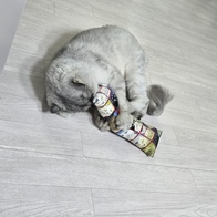 ����Ÿ�� ������� Ĺ������ �� ���󷣴� �̿� �ı�