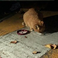 ׸ ʶ Ż Ʈ  130g ̿ ı