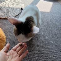 ׸ ʶ Ż Ʈ  130g ̿ ı