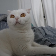 ׸ ʶ Ż Ʈ  130g ̿ ı