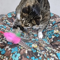 ���� �ö���Ĺ �� ���� ���ô� �̿� �ı�