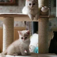 ���� 4�� �ϴ��Ͽ콺 ���� ĹŸ�� PMC-6511 (�漮&��Ʈ ����) �̿� �ı�