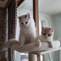 ���� 4�� �ϴ��Ͽ콺 ���� ĹŸ�� PMC-6511 (�漮&��Ʈ ����) �̿� �ı�