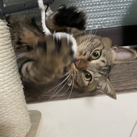 ���� 4�� �ϴ��Ͽ콺 ���� ĹŸ�� PMC-6511 (�漮&��Ʈ ����) �̿� �ı�