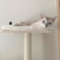 ���� 4�� �ϴ��Ͽ콺 ���� ĹŸ�� PMC-6511 (�漮&��Ʈ ����) �̿� �ı�