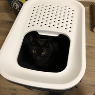 ��� ȩ�� ȭ��� �׷��� �̿� �ı�