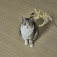 ĳƼ Ǯ  1P ̿ ı