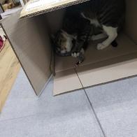 ����Ÿ�� ���� 3�� ��ũ���� ���ô� ���󷣴� �̿� �ı�