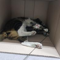 ����Ÿ�� ���� 3�� ��ũ���� ���ô� ���󷣴� �̿� �ı�