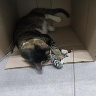 ����Ÿ�� ���� 3�� ��ũ���� ���ô� ���󷣴� �̿� �ı�