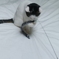 ����Ÿ�� ���� 3�� ��ũ���� ���ô� ���󷣴� �̿� �ı�