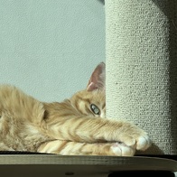 ̳ Ÿũ í  ߰ 35g x 2 ̿ ı