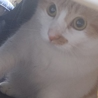 ���߷��߶��� Ĺ �����̻�� �ε��� ���Ķ� �̿� �ı�