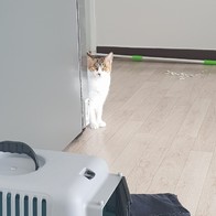 Ǫ���� �̵��� FC2000 ��Ʈ �̿� �ı�