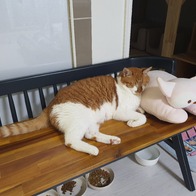 κζĹ ؼ  2.6kg ̿ ı