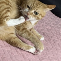 �̳��� Ʈ���� 4�� �޺� 8�� �̿� �ı�