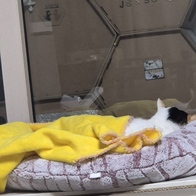 �����̼� Ʈ�� 7�� �޺� �̿� �ı�