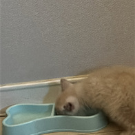 �ξ�ĳ�� �����̻�� ���� �� ���̺�Ĺ 400g �̿� �ı�