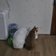 ξĳ ̻ Űư ׷ ߼ȭ 3.5kg ̿ ı