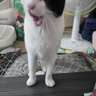 ������ ��� 8�� �޺� 8�� �̿� �ı�