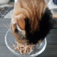 ������ ��� 8�� �޺� 8�� �̿� �ı�