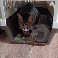 Ǫ���� �̵��� FC3000 ���� �̿� �ı�