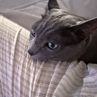 ���߷��߶��� Ĺ �����̻�� LI Ĺ ��&�ϵ� ���Ķ� 1.1kg �̿� �ı�