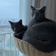 ���߷��߶��� Ĺ �����̻�� LI Ĺ ��&�ϵ� ���Ķ� 1.1kg �̿� �ı�