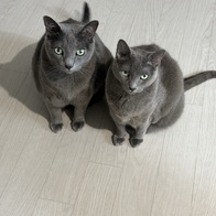 ���߷��߶��� Ĺ �����̻�� LI Ĺ ��&�ϵ� ���Ķ� 1.1kg �̿� �ı�